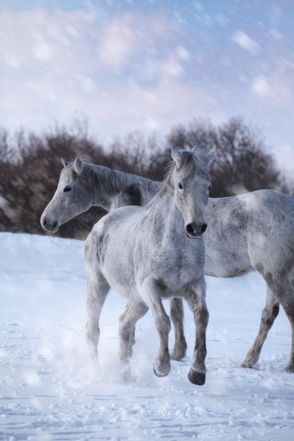 Horses in the Snow by Victor Rose Photo
